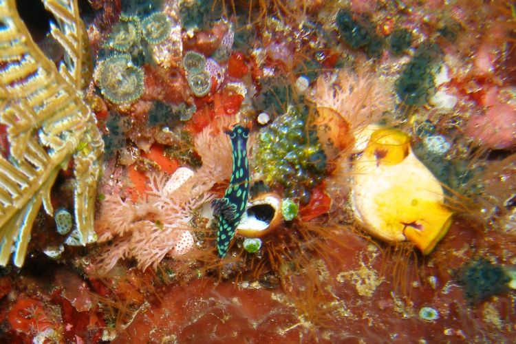 Nackschnecken in allen Farben gibt es hier