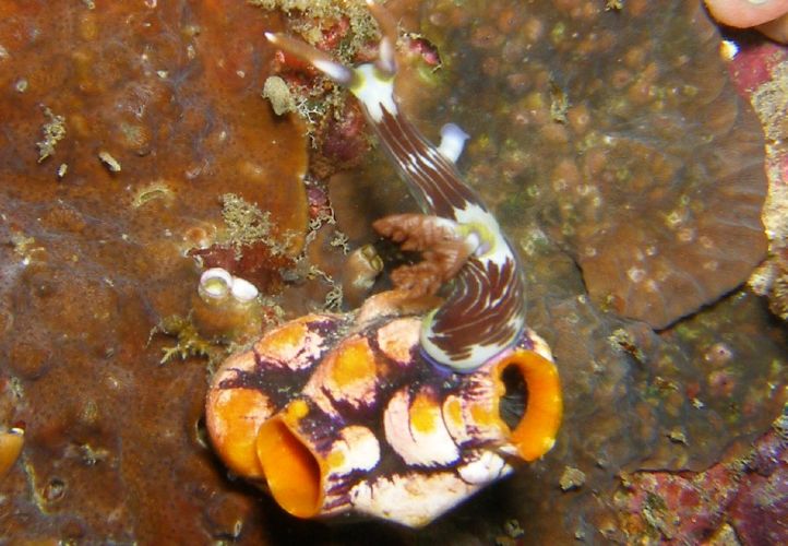 Nacktschnecke und Seescheide