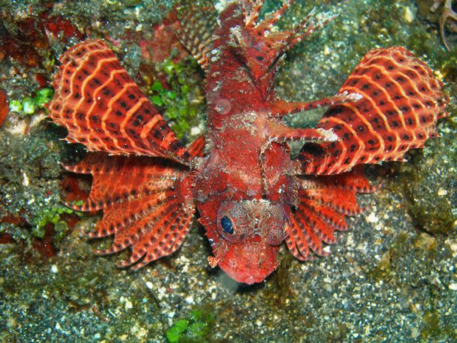 Drachenkopf, eine der vielen Arten