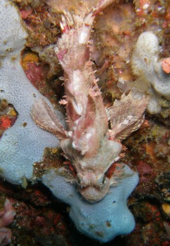 Der Papua-Drachenkopf sieht schrecklich aus