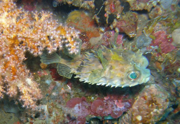 der Kurzstachel-Igelfisch ist nachtaktiv