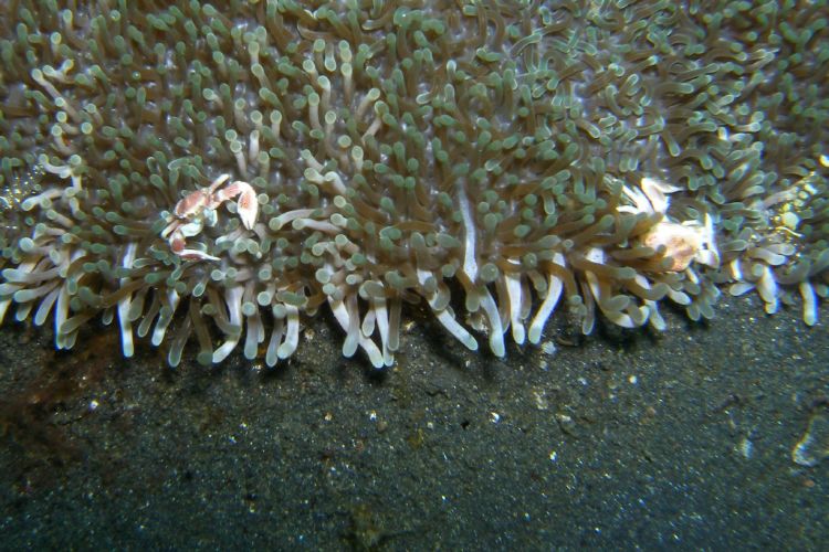 Der Pozellankrebs lebt mit Anemonen in Symbiose