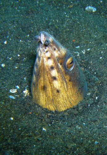 Der Schlangenaal wird erst nachts aktiv