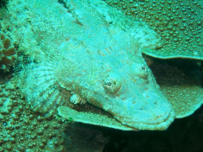 Krokodilfische sind schlechte Schwimmer