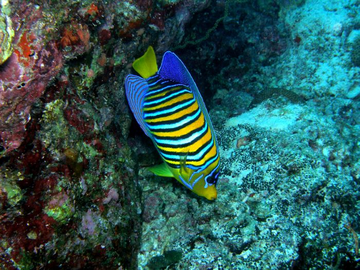 Kaiserfisch