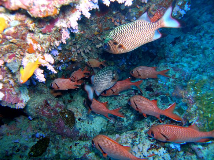 Soldatenfische