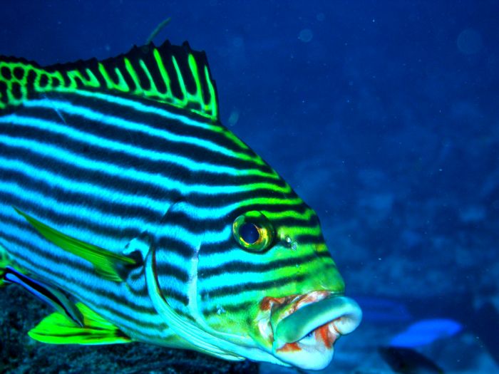 S�sslippfisch