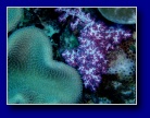 [Click to enlarge]