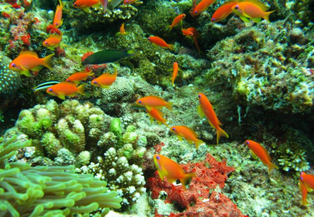 anemonenfische.jpg
