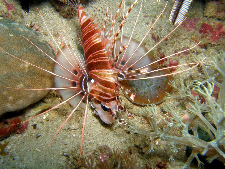 Antennen-Feuerfisch