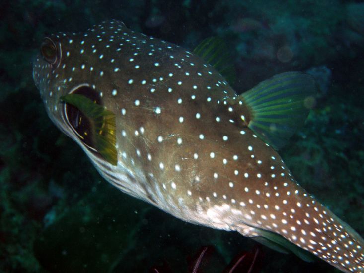 Weissflecken-Kugelfisch