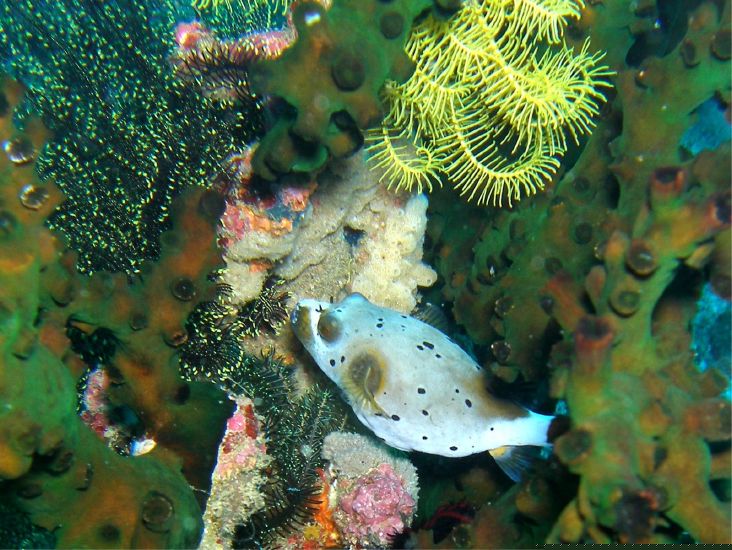 Kugelfisch 