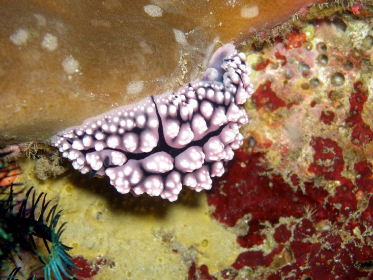 Warzenschnecke<br>Nudibranch