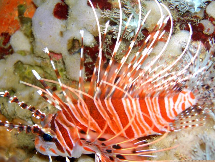 Antennen-Feuerfisch