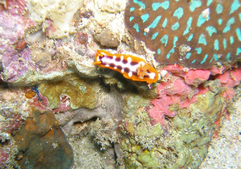 Nacktschnecke<br>Pyjama Nudibranch