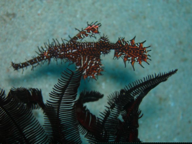 Harlekin -<br> Geisterpfeifenfisch