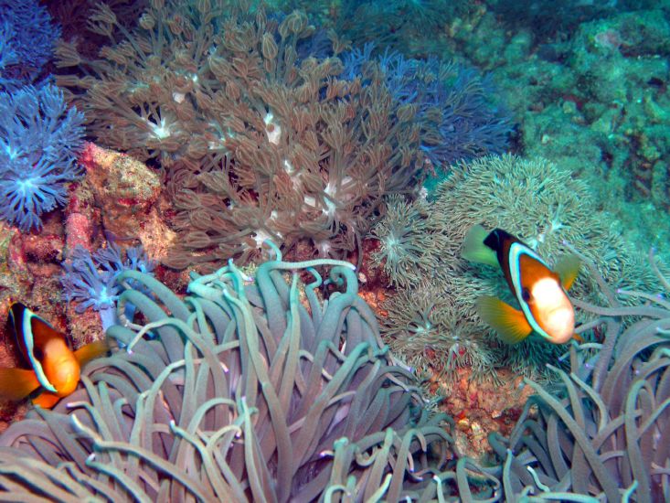 Nemos Neffen<br>Clownfische und<br>Anemone